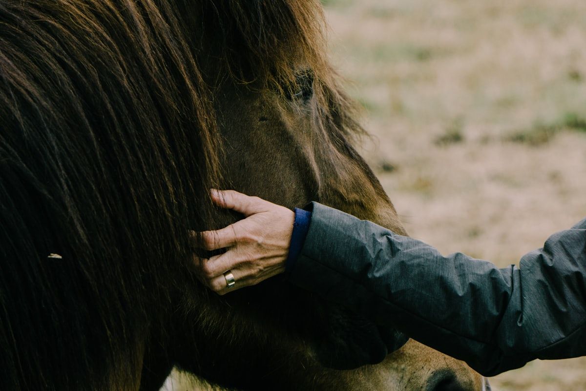 Hand liegt ruhig auf Mähnenkamm und Hals eines braunen Pferdes