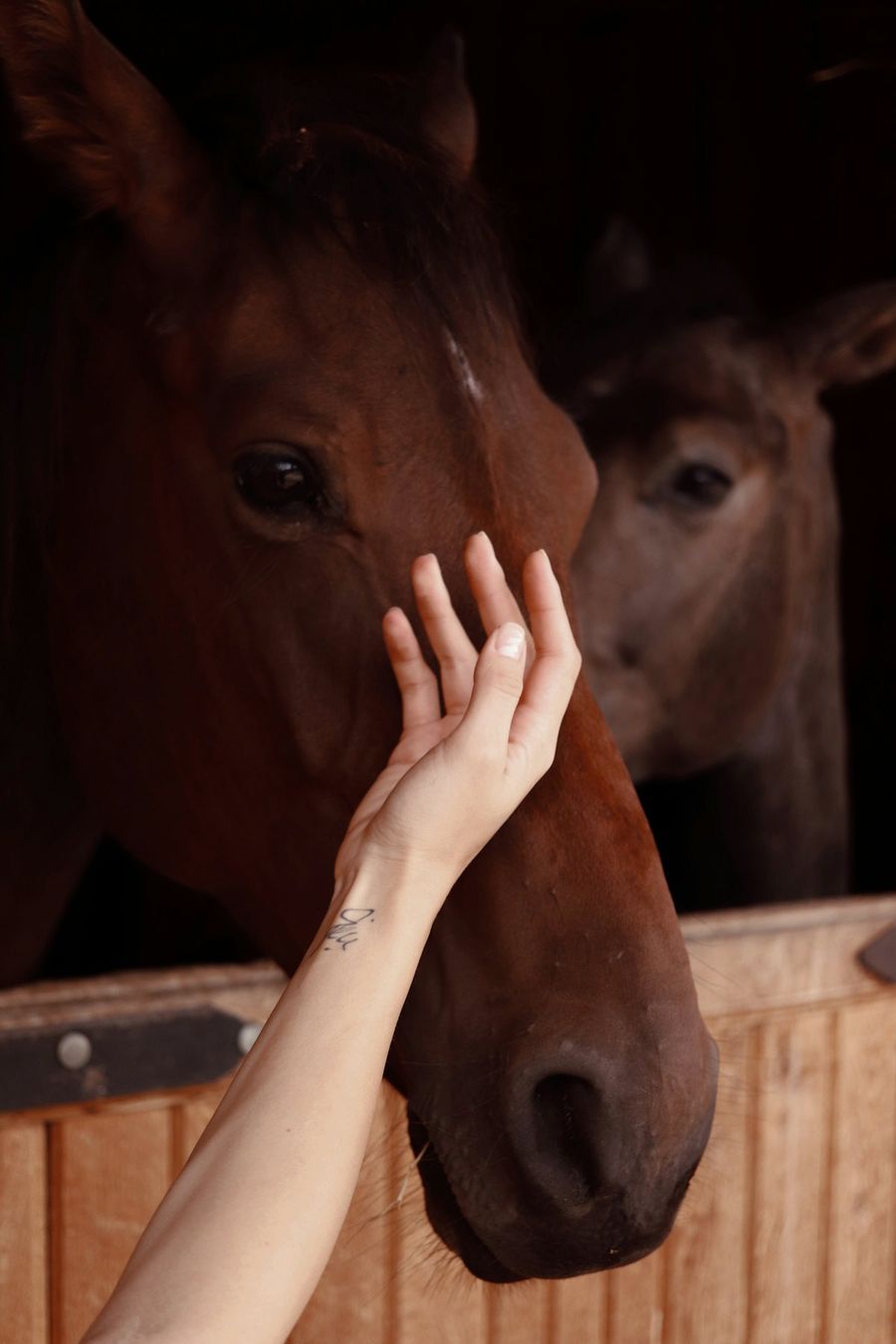 Hand liegt ruhig am Kopf eines braunen Pferdes in der Stallbox